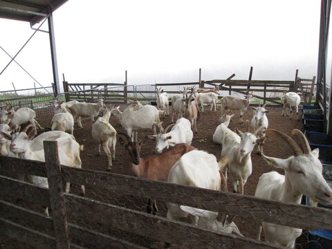 Herd of white and brown goats in wooden pen on dairy farm, livestock animals in enclosure