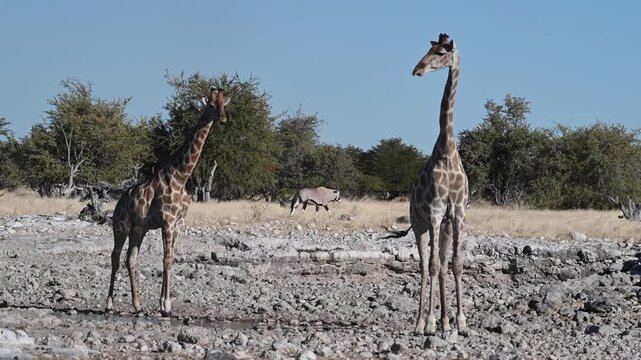 Giraffes family (Giraffa camelopardalis) at the waterhole in the Etosha National Park, Namibia, Africa