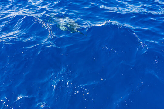  Spinner dolphin (Stenella longirostris) is a small dolphin found in off-shore tropical waters around the world. Lehua Channel between Lehua Island (Lehua Crater) and Niihau Island. Kauai County