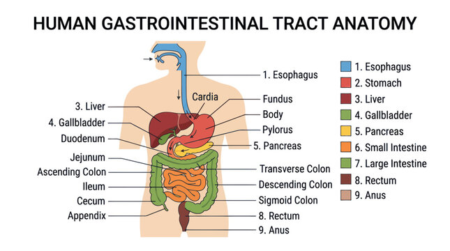 Human gastrointestinal tract anatomy diagram with labeled organs
