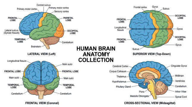Anatomical collection of human brain diagrams with detailed labeling