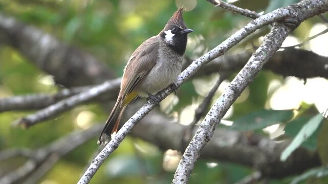 Himalayan bulbul perched on tree branch in natural forest habitat