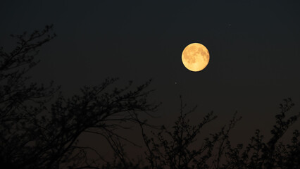 Fototapeta premium Full Moon on a twilight sky with tree silhouettes.