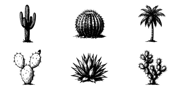 Cactus Set of Six Desert Plants with Varied Shapes and Textures in Vintage Line Art on White Background