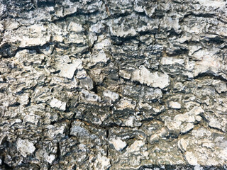 Fototapeta premium Close up view of rough textured tree bark with deep natural fissures and organic patterns.