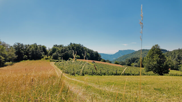 Tranquil sunny summer landscape with green fields and hills.