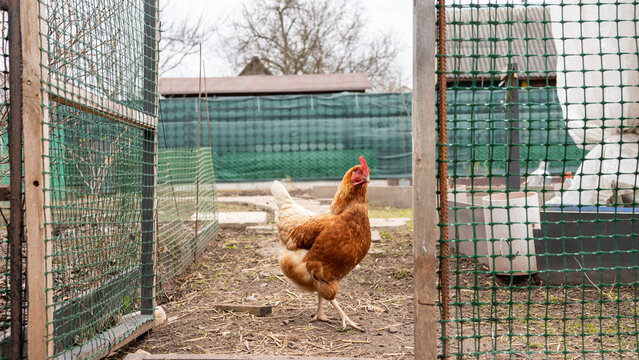 Brown hen mid step inside gate of backyard garden coop
