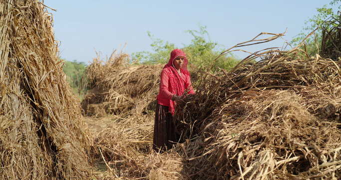 Indian mature adult lady woman wear saree cover head standing do harvest field work rural area. Asian villager female worker collect dry grass stack jowar crop bunch day time ground place
