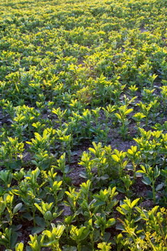 Feld mit Ackerbohnen (Vicia faba)