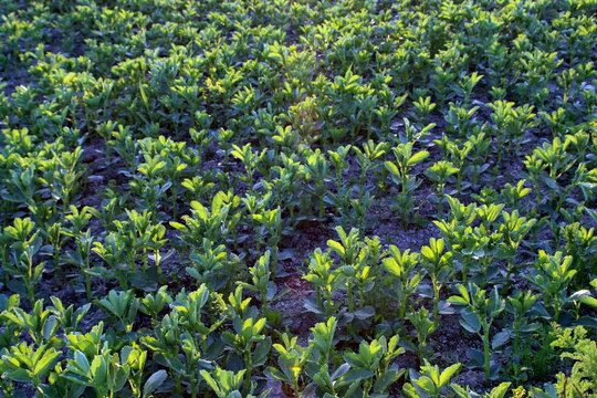 Feld mit Ackerbohnen (Vicia faba)