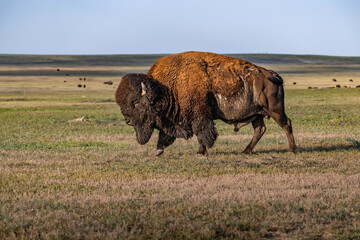 American Bison Grazing in Badlands National Park, South Dakota © CheriAlguire