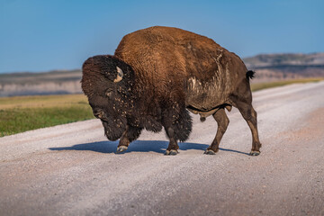 American Bison Grazing in Badlands National Park, South Dakota © CheriAlguire
