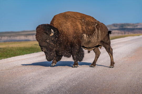 American Bison Grazing in Badlands National Park, South Dakota