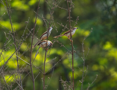 Beautiful view of Indian yellow eyed babblers prinia birds rest on the plant branch together and finding food and other. isolated on blurry green outdoor garden area view in the background. 