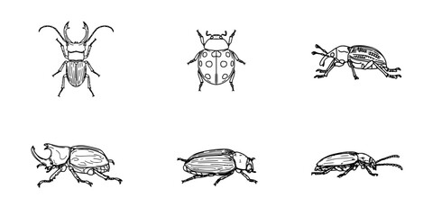 Fototapeta premium Beetle Engravings Black and White Line Art Showing Multiple Insect Species on a White Background Featuring Bug, Coleoptera, Entomology with Engraving