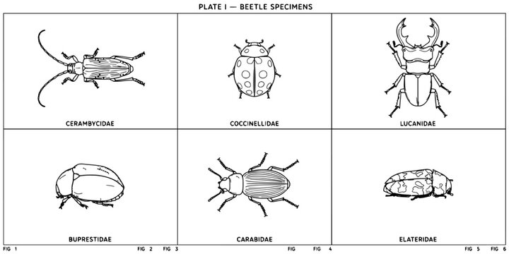 Beetle Specimen Line Drawing Set Showing Six Beetle Species in Black and White with Labeled Plate and Figures