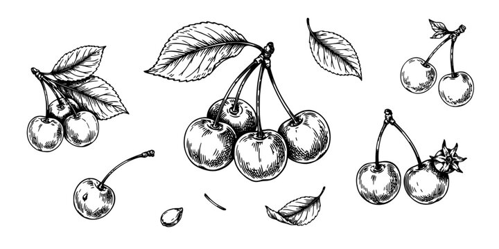 Cherries with Leaves and Stems in a Detailed Black and White Illustration Featuring Fruit, Botanical, Nature with Drawing and Sketch Elements