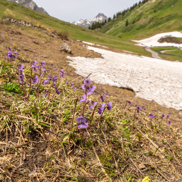 Panorama with rest from avalanche besides spring flowers, crocuses and globe flowers, snow melting in the Alps of Vorarlberg make tunnel in the avalanche, snow on the mountains melts, snow fields