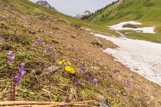 Panorama with rest from avalanche besides spring flowers, crocuses and globe flowers, snow melting in the Alps of Vorarlberg make tunnel in the avalanche, snow on the mountains melts, snow fields