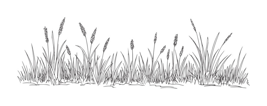 Black and white of tall grass stalks with seed heads nature field