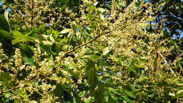 Black Insects Moving on Flowering Branches Static Shot