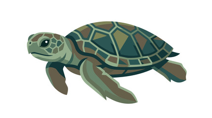 Green sea turtle swimming alone. © Alpin