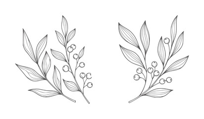 Delicate line branches with leaves and berries white leaf berry botanical nature © Mehedi