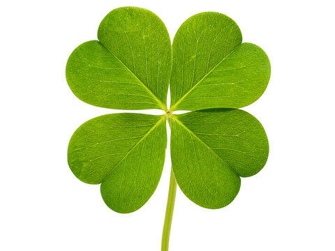 Four-leaf clover isolated on transparent background, a symbol of good luck and rare natural green leaf