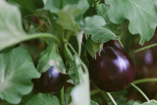Fresh dark eggplants growing on plant with green foliage