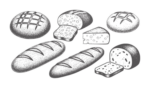 Hand drawn assortment of rustic breads and cheese wedges loaf baked