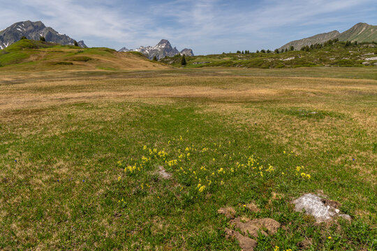 alpine pastureland, flowers in a meadow in spring in the Austrian Alps, springtime with flowered pasture between steep mountains with snow fields