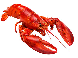 Vibrant red lobster isolated on transparent background, showcasing its claws and shell in detail. © Kalana