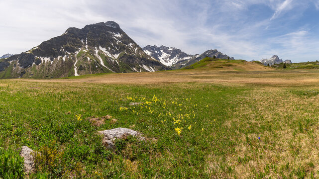 alpine pastureland, flowers in a meadow in spring in the Austrian Alps, springtime with flowered pasture between steep mountains with snow fields
