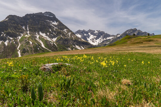 alpine pastureland, flowers in a meadow in spring in the Austrian Alps, springtime with flowered pasture between steep mountains with snow fields