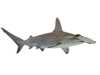 Obraz premium Hammerhead shark isolated on transparent background, marine life illustration