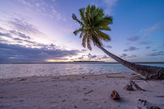 Tropical beach with palm tree