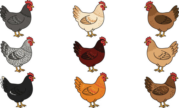 Chicken breeds vector collection set featuring diverse farm hens including plymouth rock rhode island red black australorp and leghorn isolated on white background