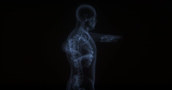 Triceps brachii in human body. X Ray. Loop