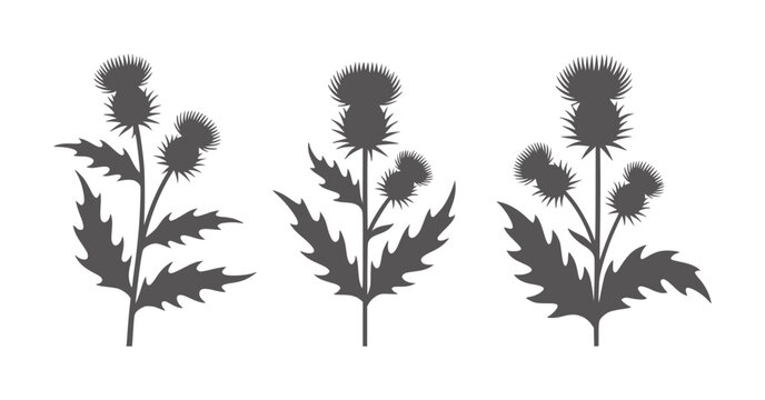 Three dark grey thistle silhouettes white plant