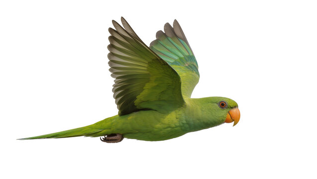 Green parakeet with orange beak in flight, isolated on transparent background