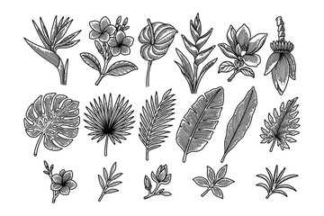 Tropical plants and leaves engraved illustration design set for nature and garden. Exotic foliage and jungle flora hand drawn symbol element design pack for decoration and merchandise © salzcreative