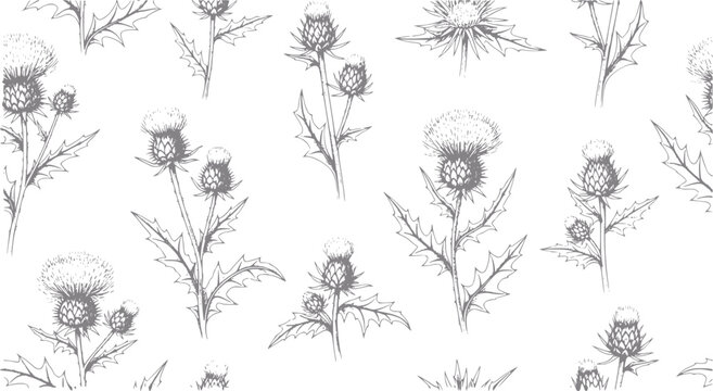 Seamless pattern of hand-drawn thistle flowers in style
