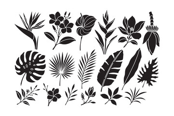 Exotic foliage silhouette illustration design set for merchandise. Jungle leaves and flowers solid icon element design pack for and decoration. Rainforest floral, Tropical botanical, Tropical plants © salzcreative