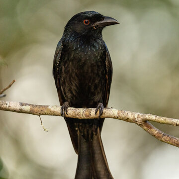 Close up portrait of black drongo bird perched on a branch