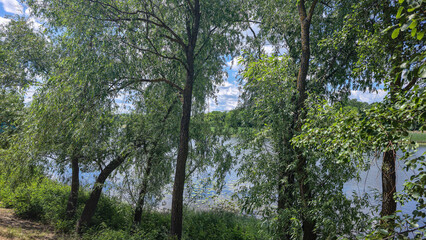 Fototapeta premium A deep river surrounded by trees and plants Thickets of reeds. Voluminous clouds