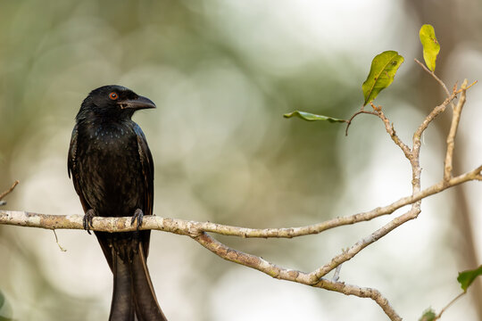 Close up portrait of a striking black drongo bird perched on a tree branch