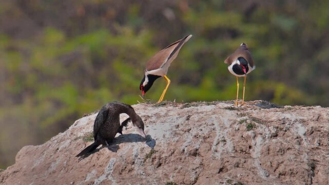 Indian cormorant resting on a rocky mound beside a pair of red wattled lapwings.
