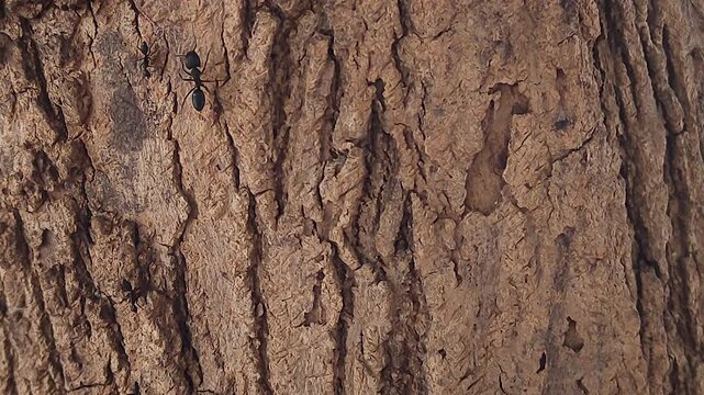 Close-up footage of carpenter ants moving across rough tree bark. Ideal for insect behavior, pest infestation, forest ecology, biodiversity, wildlife and environmental documentary projects.