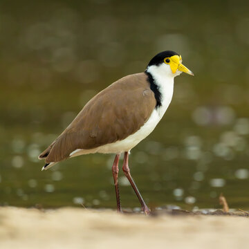 Adult masked lapwing shorebird with distinct yellow wattle standing by water edge natural environment