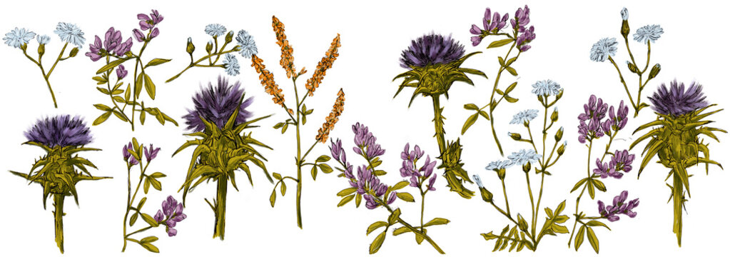 Pack de elementos florales, flores silvestres, cardos, flores de campo, margaritas. Ilustraci&oacute;n realizada con bol&iacute;grafo  pintada digitalmente en tonos morados, verdes, lilas y azules